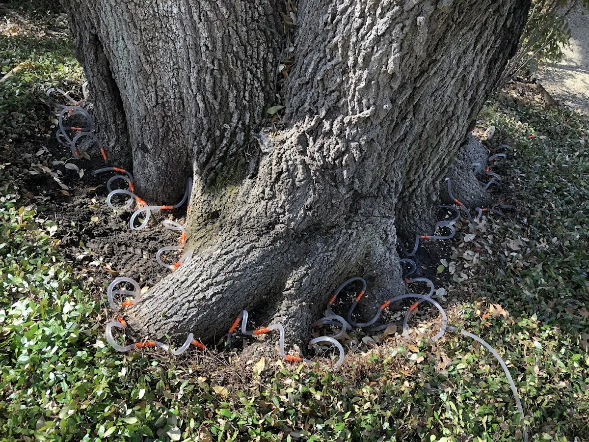 Detailed Shrub and Hedge Trimming job site in Dorris